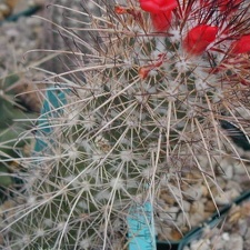 Mammillaria Cochemiea maritima pl