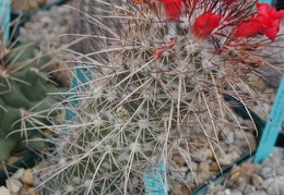 Mammillaria Cochemiea maritima pl