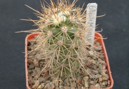 Mammillaria halei