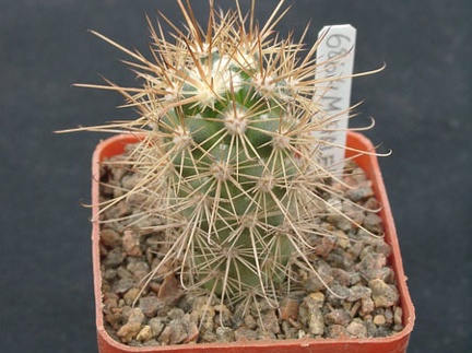 Mammillaria halei