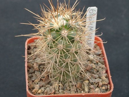 Mammillaria halei