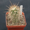 Mammillaria halei
