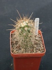 Mammillaria halei