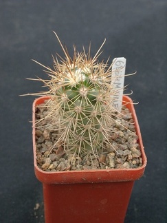 Mammillaria halei
