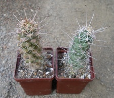 Cochemiea (Mammillaria) poselgeri