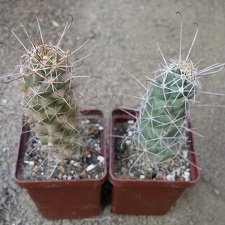Cochemiea (Mammillaria) poselgeri
