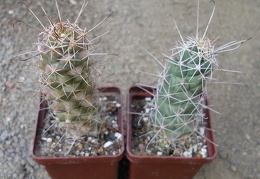 Cochemiea (Mammillaria) poselgeri