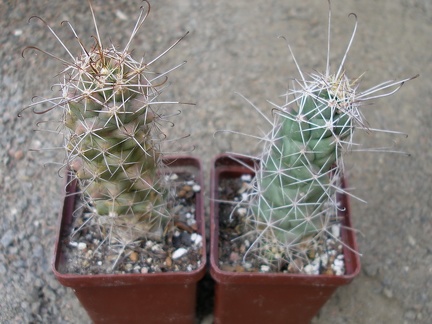 Cochemiea (Mammillaria) poselgeri