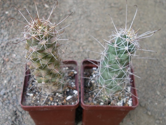 Cochemiea (Mammillaria) poselgeri
