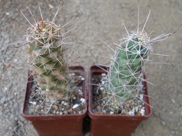 Cochemiea (Mammillaria) poselgeri