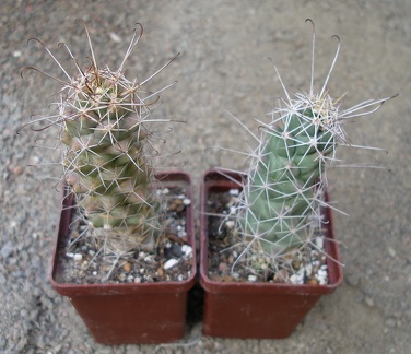 Cochemiea (Mammillaria) poselgeri