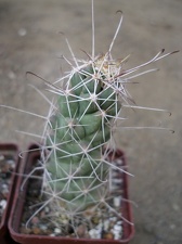 Cochemiea (Mammillaria) poselgeri