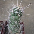 Cochemiea (Mammillaria) poselgeri