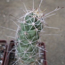 Cochemiea (Mammillaria) poselgeri