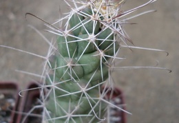 Cochemiea (Mammillaria) poselgeri