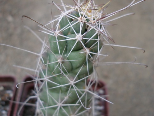 Cochemiea (Mammillaria) poselgeri