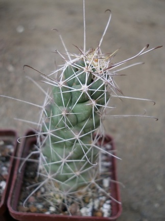 Cochemiea (Mammillaria) poselgeri