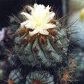 Copiapoa sp.