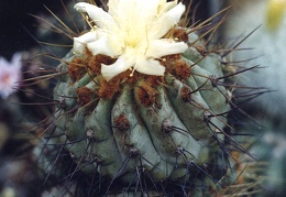 Copiapoa sp.