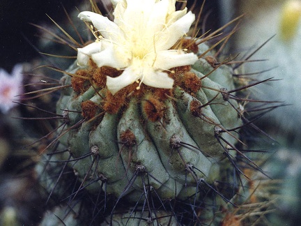 Copiapoa sp.