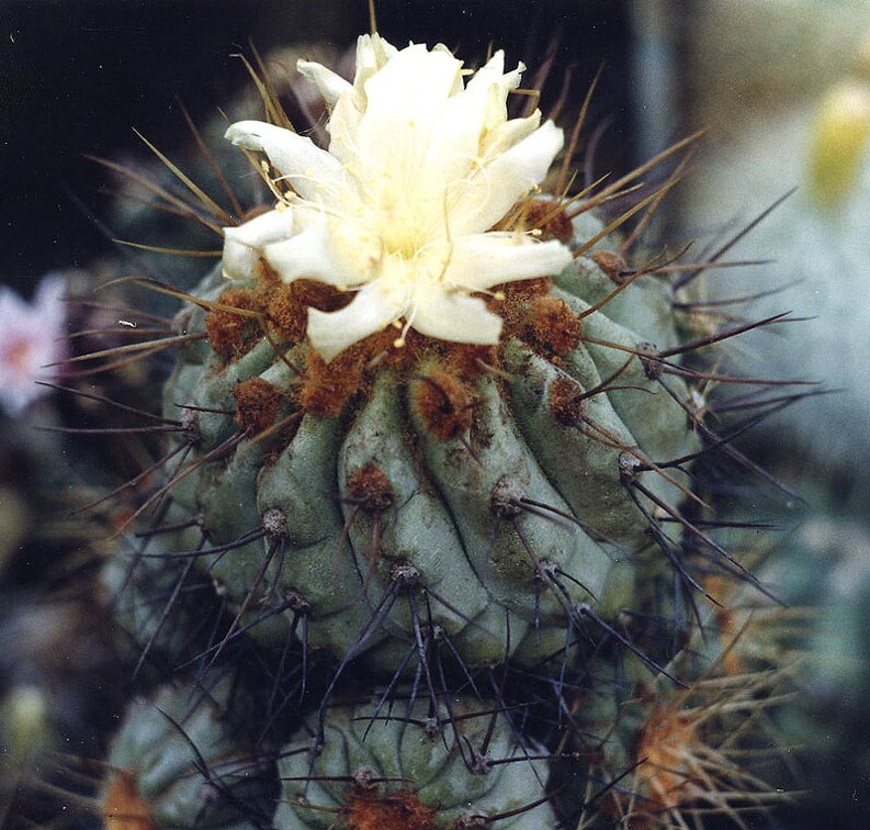 Copiapoa sp.