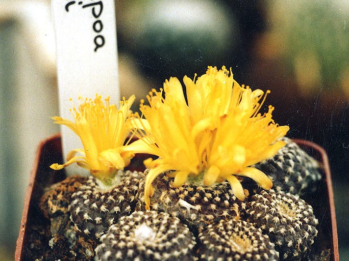 Copiapoa laui