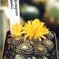 Copiapoa laui