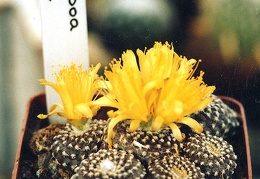 Copiapoa laui