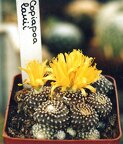 Copiapoa laui