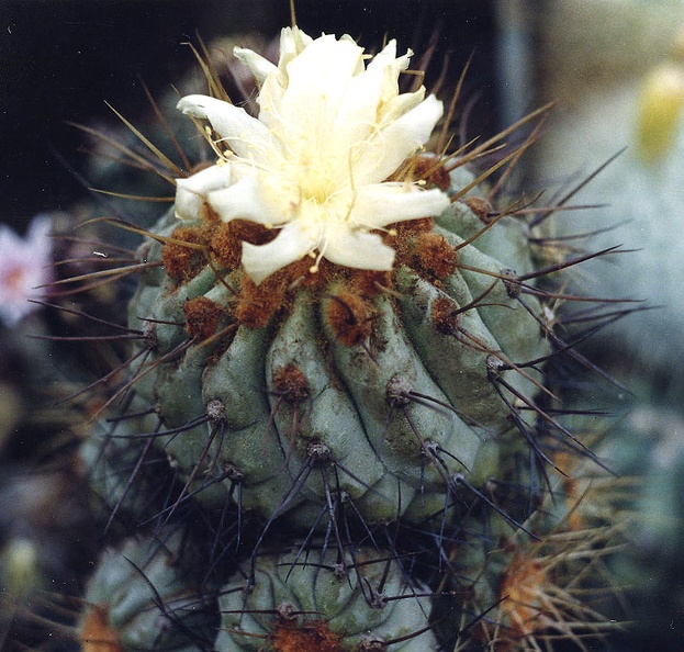 Copiapoa.jpg