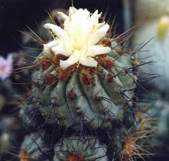 Copiapoa sp.