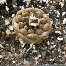 Copiapoa   hypogaea