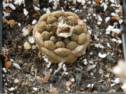 Copiapoa   hypogaea