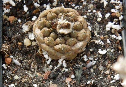 Copiapoa   hypogaea