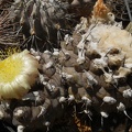 Copiapoa  hypogaea-02