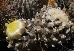 Copiapoa  hypogaea-02