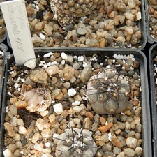 Copiapoa alticostata KK 16