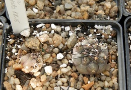 Copiapoa alticostata KK 16