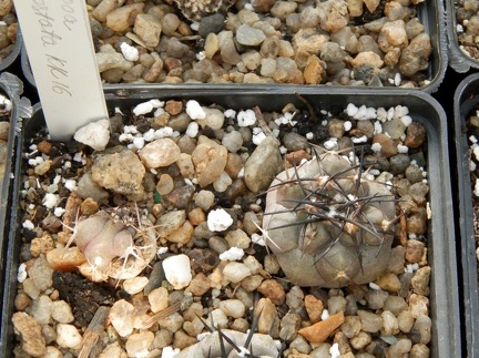 Copiapoa alticostata KK 16