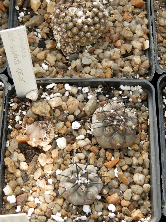 Copiapoa alticostata KK 16
