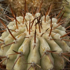 Copiapoa cinerea2