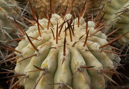 Copiapoa cinerea2