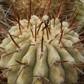 Copiapoa_cinerea2.jpg