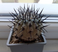 Copiapoa cinerea v columna-alba