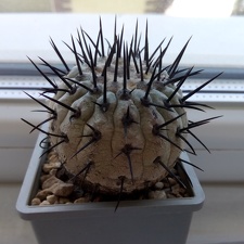 Copiapoa cinerea v columna-alba