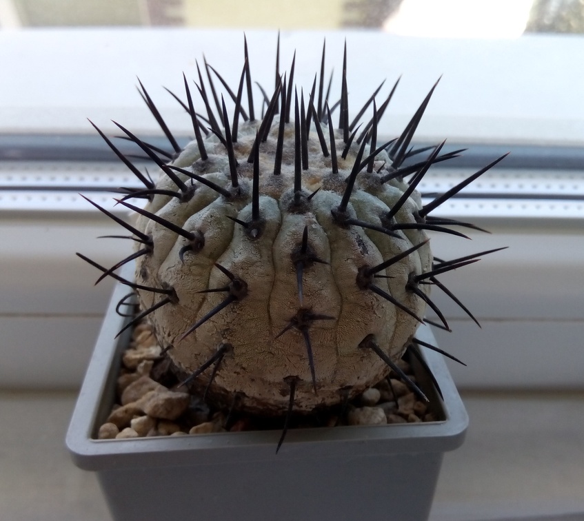 Copiapoa cinerea v columna-alba