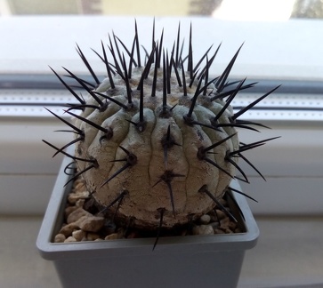 Copiapoa cinerea v columna-alba