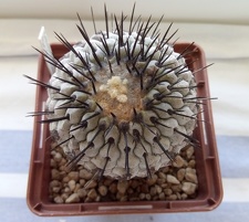 Copiapoa cinerea v columna-alba Pan de Azucar