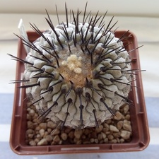 Copiapoa cinerea v columna-alba Pan de Azucar