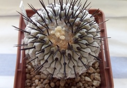 Copiapoa cinerea v columna-alba Pan de Azucar